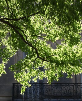 Nîmes et les micocouliers