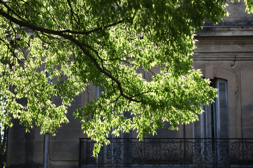 Nîmes et les micocouliers