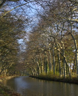 A l’ombre des platanes… Paysages du canal du midi