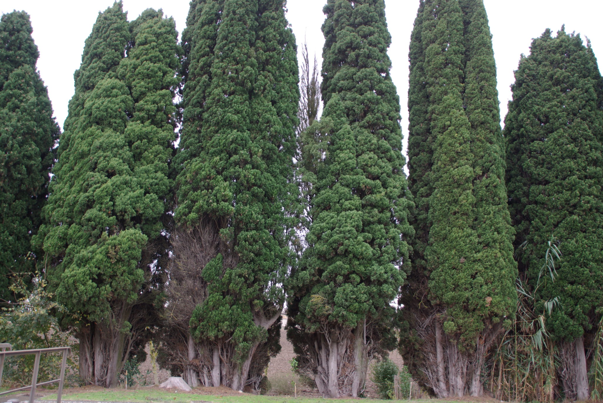 Deux ou trois petites choses sur les cyprès Botanique Jardins Paysages