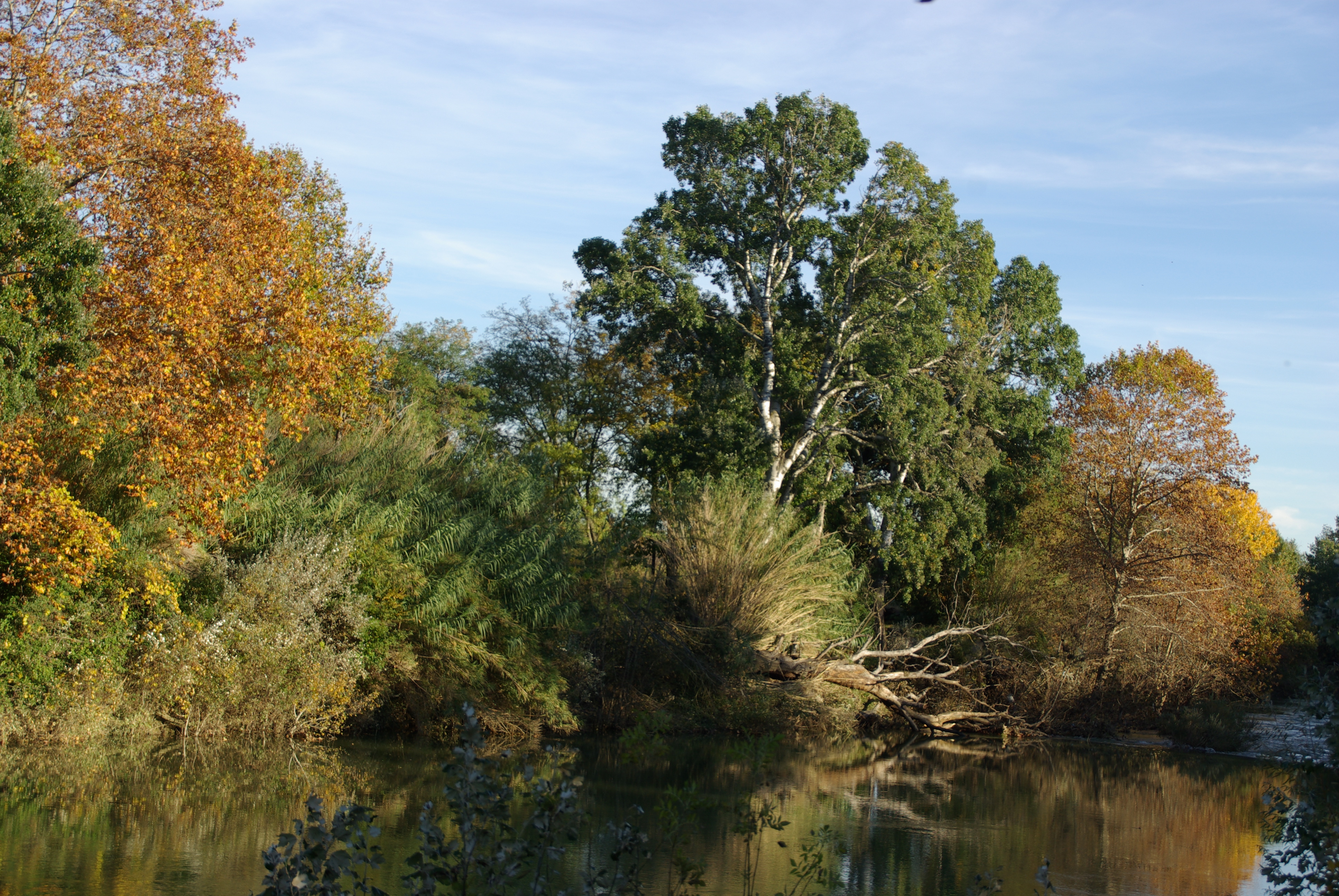 Végétation Ambrussum