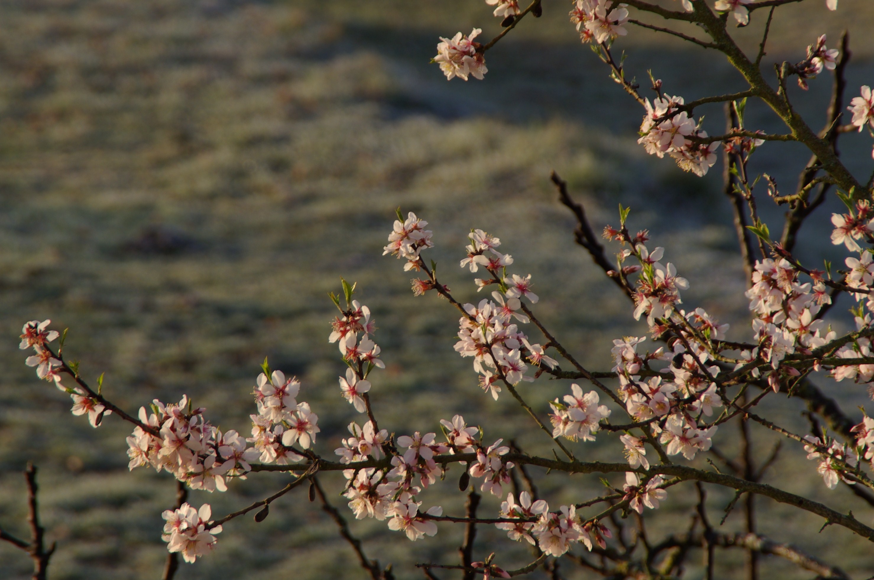 Le temps des amandiers arrive doucement !