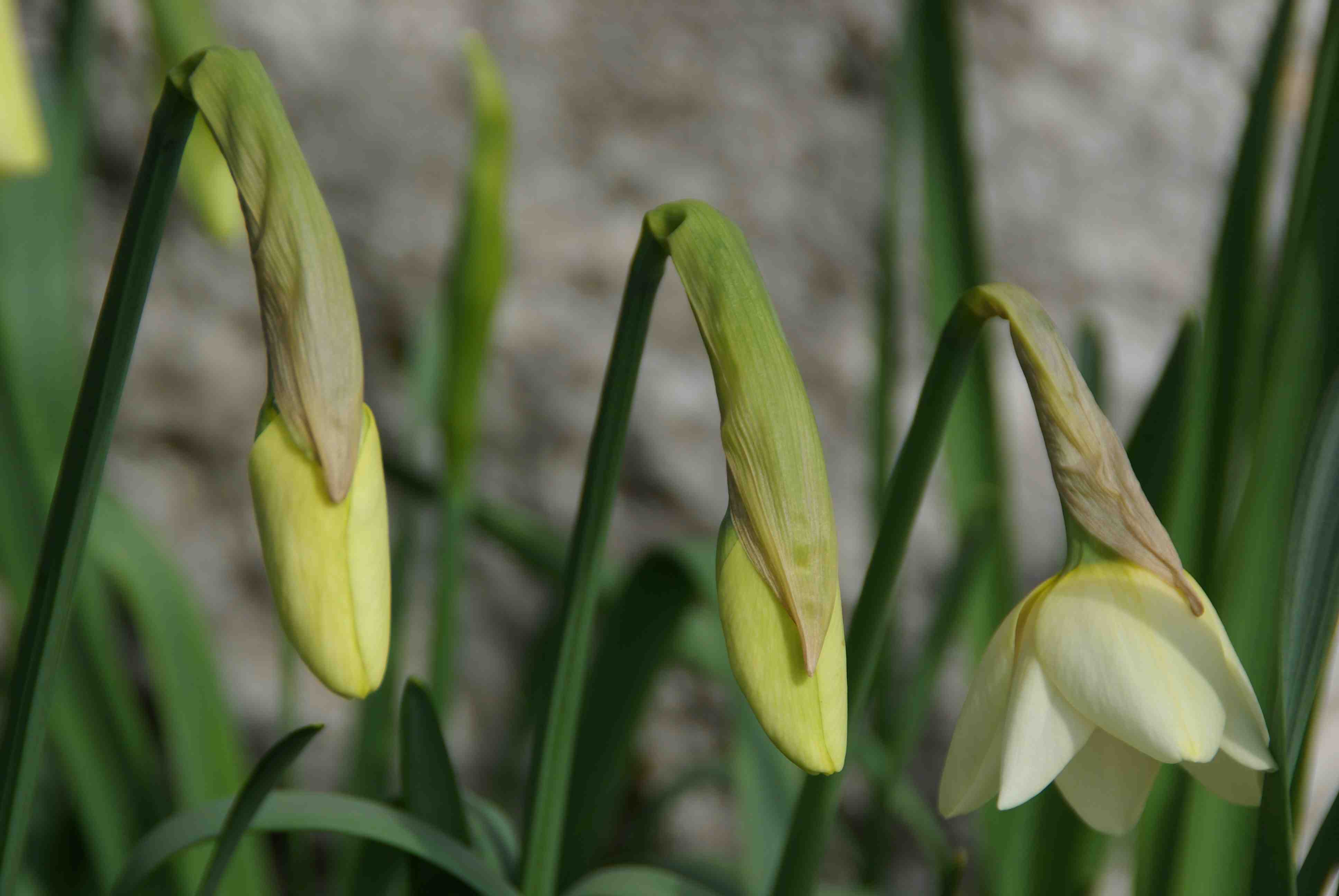 C’est le printemps !!! Que du bonheur…