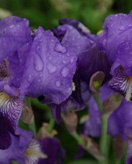 Du bleu au jardin…