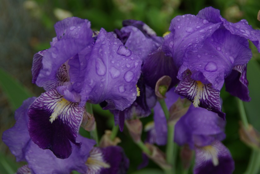 Du bleu au jardin…