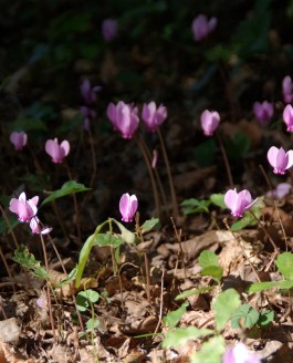 Un amour de cyclamen…