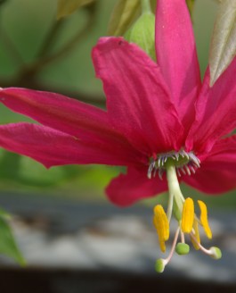 La fleur et l’oiseau, une alliance entre délicatesse et rapport de force….