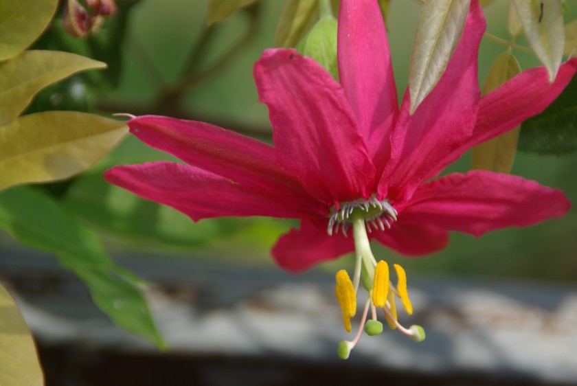 La fleur et l’oiseau, une alliance entre délicatesse et rapport de force….