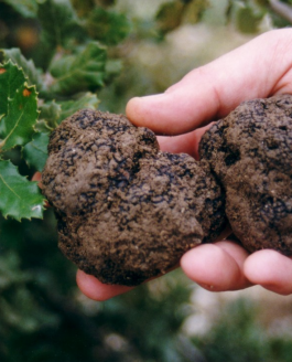 Une si chère truffe