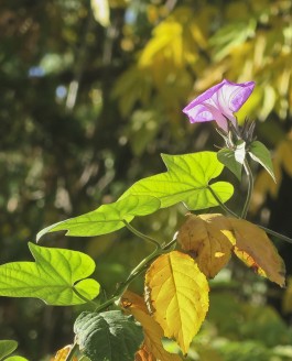 Avents fleuris, abondance de fruits…