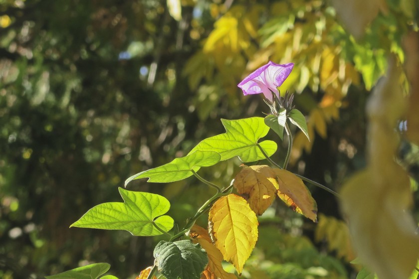 Avents fleuris, abondance de fruits…