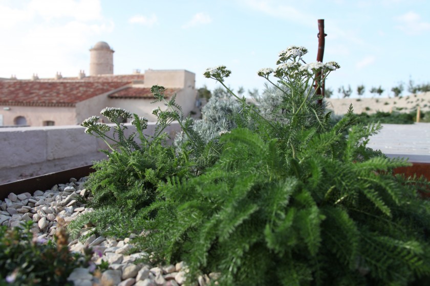 Le jardin des migrations du Mucem