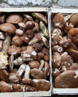 C’est la saison des champignons…