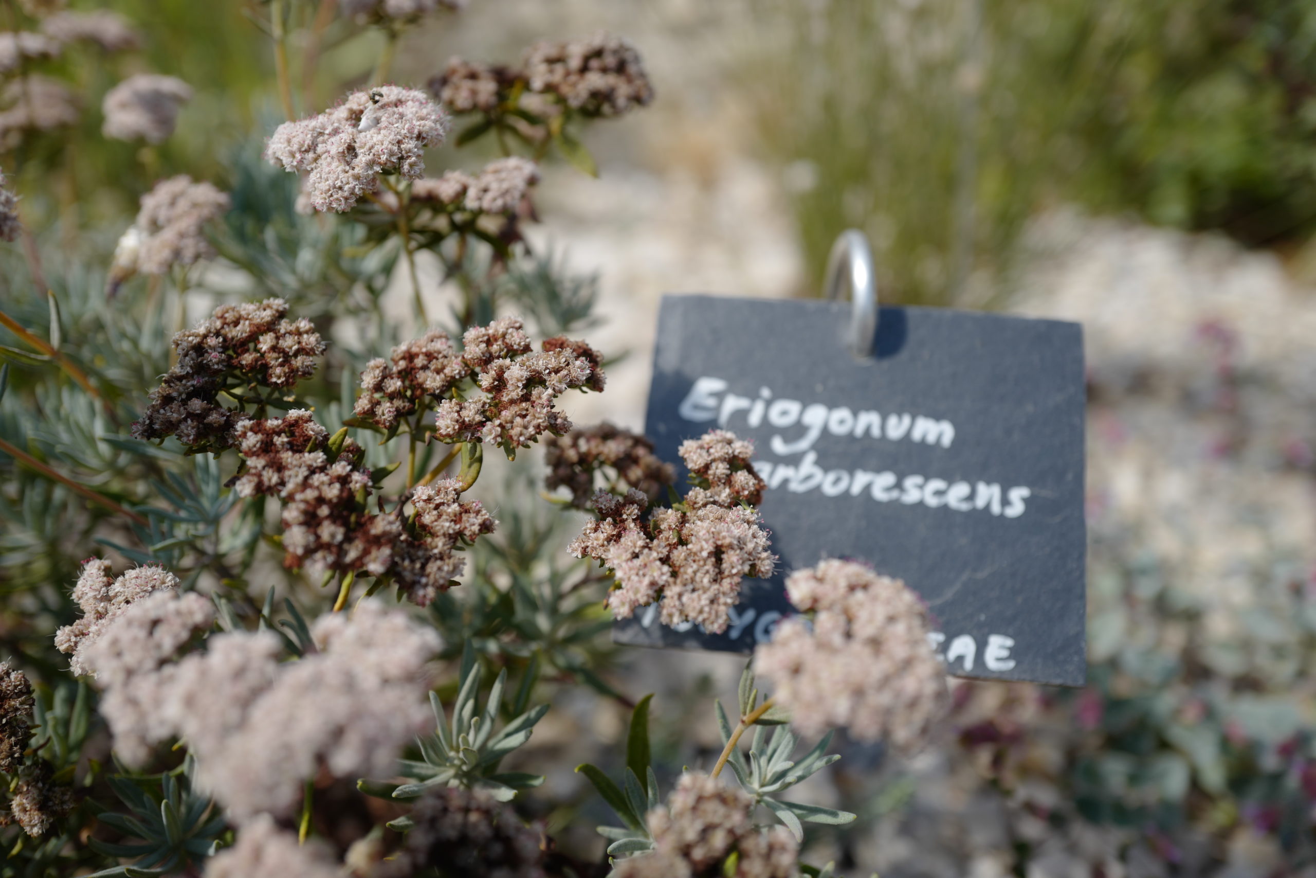 Jardin de l'Abbaye St André (30) Eriogonum arborescens @vmure Sentier botanique Abbaye St André 