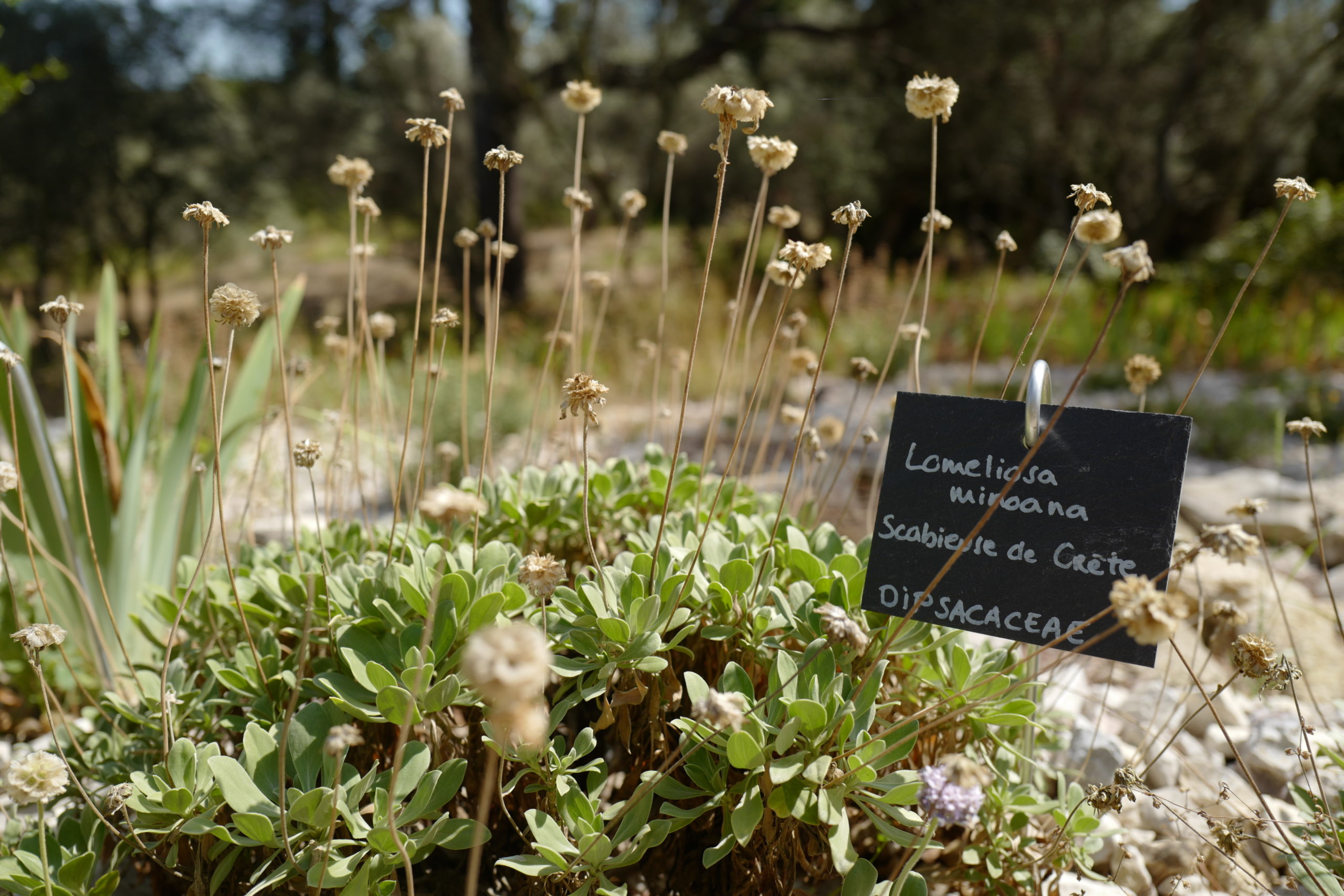 Lomelosia cretica Sentier botanique Abbaye St André ©mure