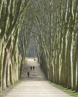 Dire et redire l’histoire des alignements d’arbres en France….