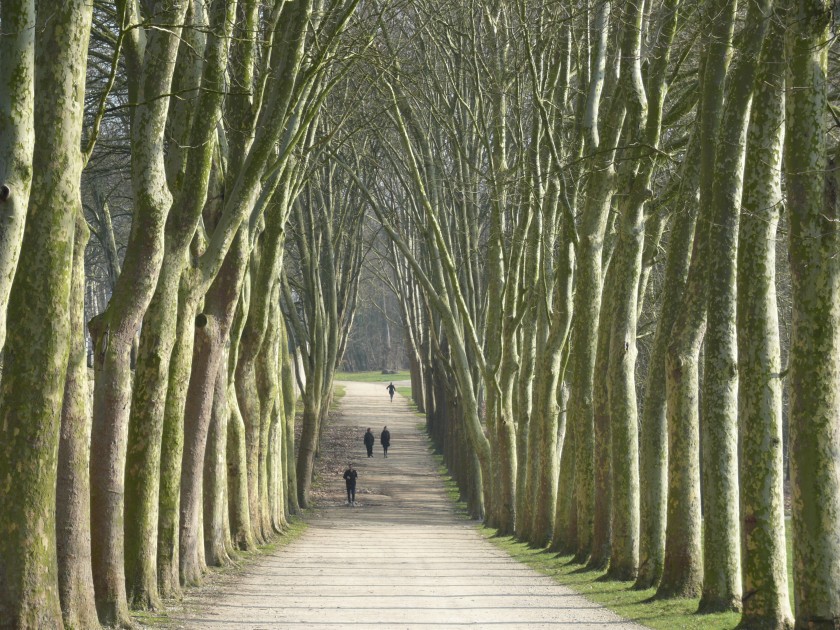 Dire et redire l’histoire des alignements d’arbres en France….