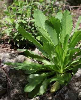 Pour Pâques mangeons des œufs, un bon gigot et… de la salade sauvage !