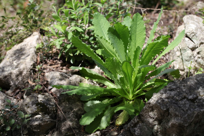 Pour Pâques mangeons des œufs, un bon gigot et… de la salade sauvage !