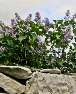 Mais pourquoi voit-on les lilas refleurir en automne ?