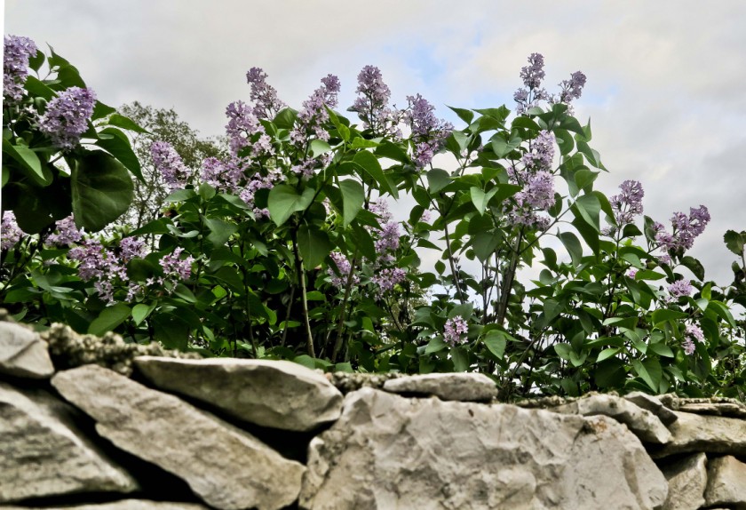 Mais pourquoi voit-on les lilas refleurir en automne ?