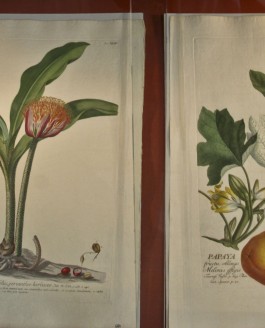 Quand Georges Sand explique la botanique à sa fille…