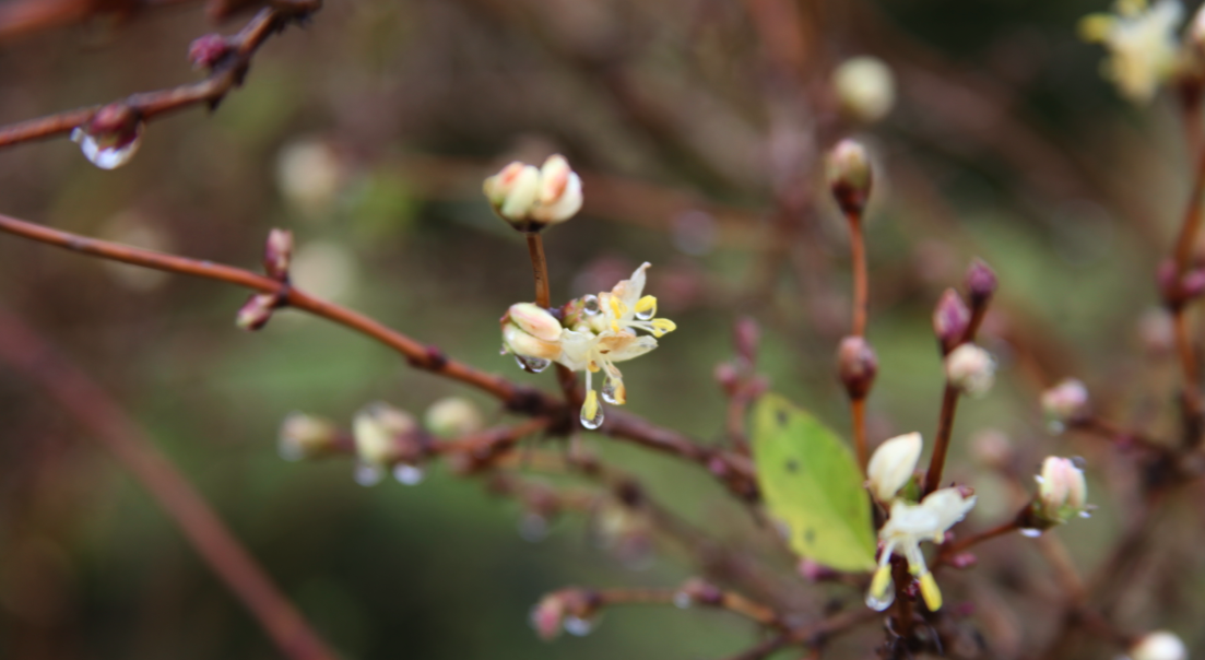 Les premières fleurs de l’année : Lonicera frangantissima