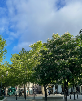 Être un arbre dans la ville