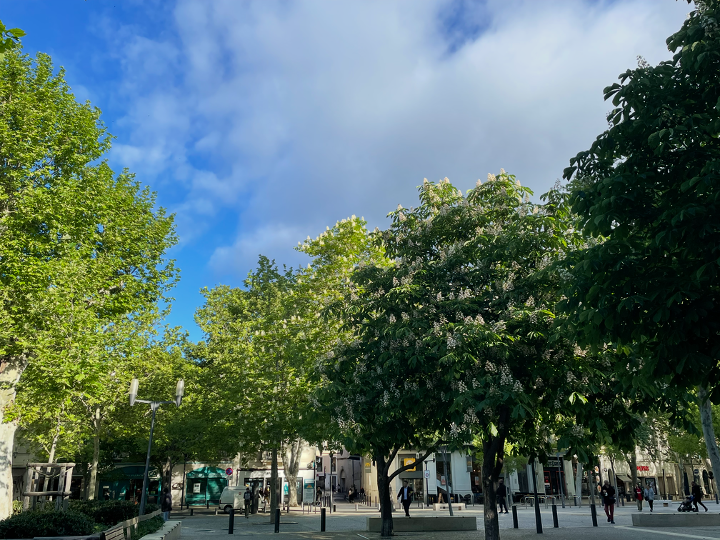 Être un arbre dans la ville
