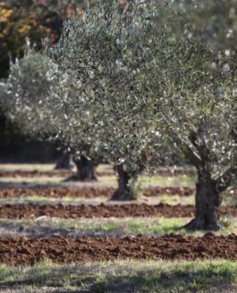 « Mémoires de garrigue » fête ses vingt ans