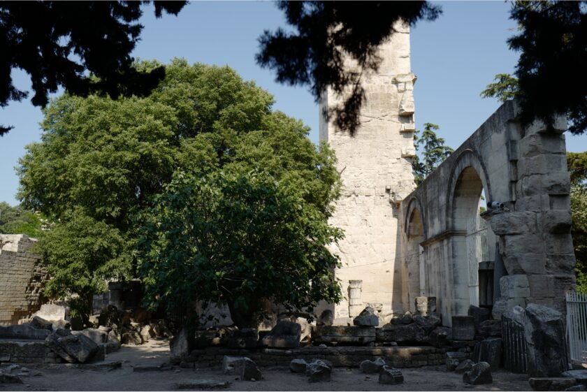 Être un arbre dans la ville