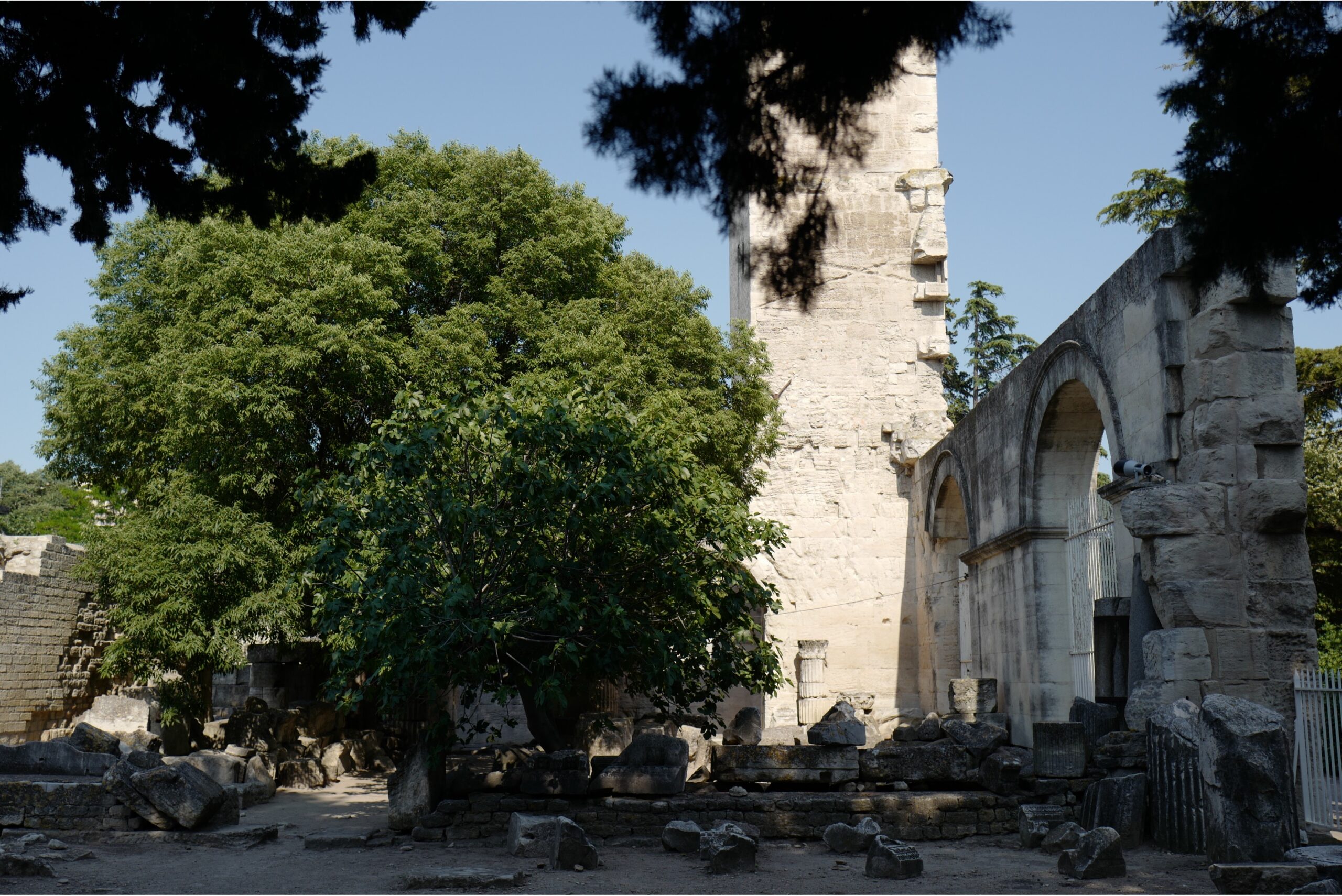Être un arbre dans la ville