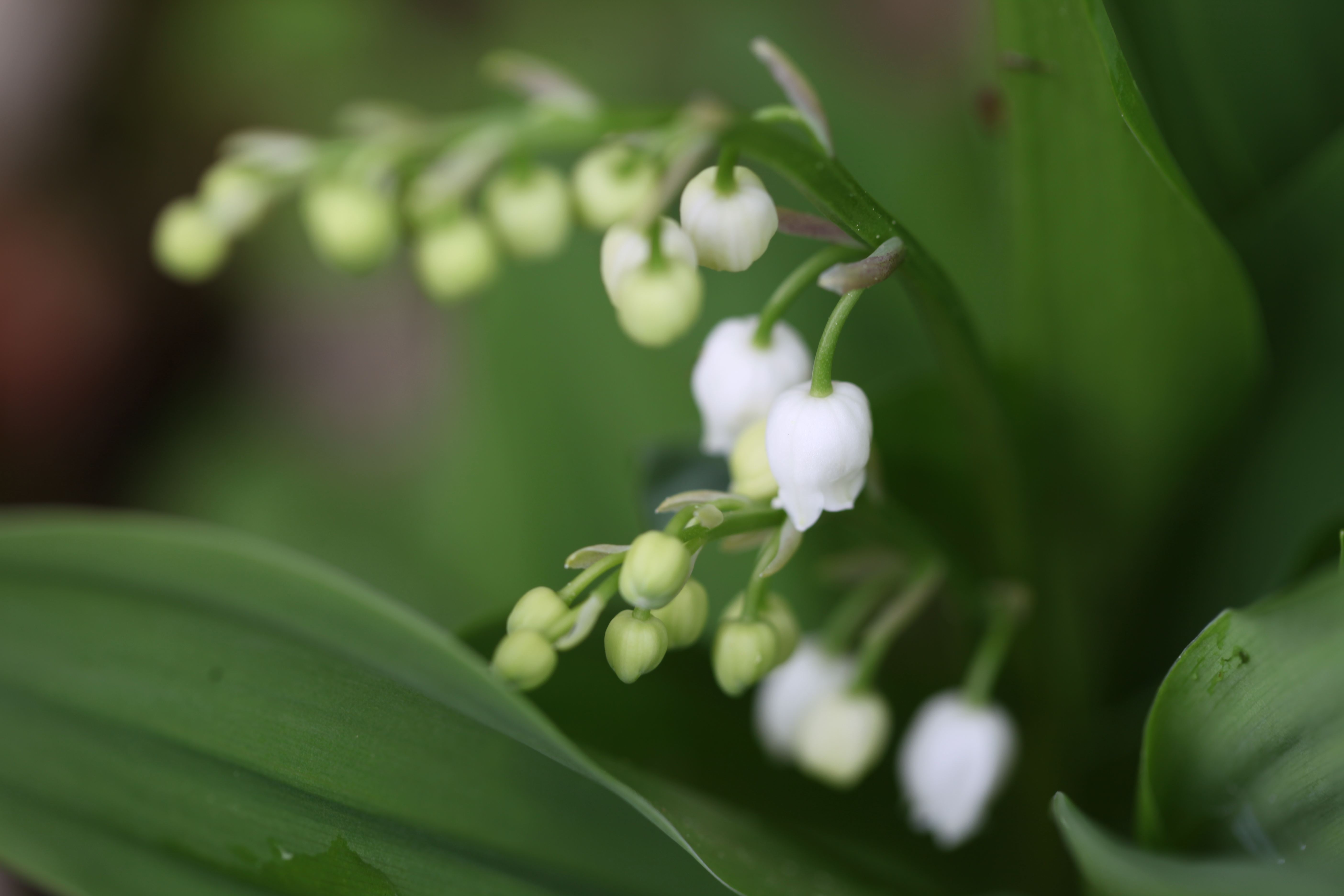 Vous accepterez bien ce brin de muguet ?