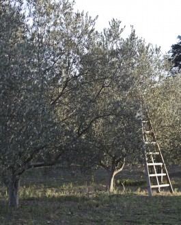 Morceaux choisis de l’herbier de l’olivette