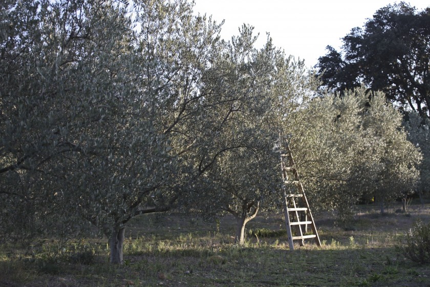 Morceaux choisis de l’herbier de l’olivette