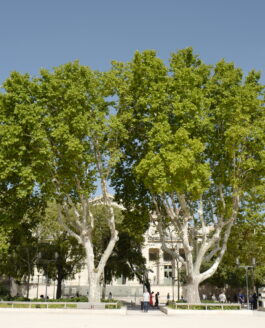 Être un arbre dans la ville*