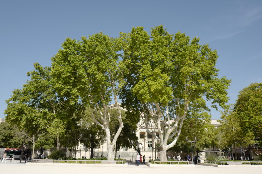 Être un arbre dans la ville