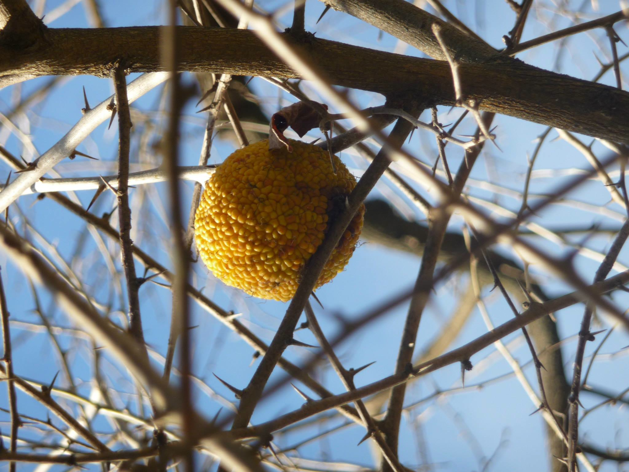 L’Oranger des Osages Botanique Jardins Paysages