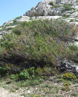 La branche d’arbre sait bien ce que dit le vent de mars…