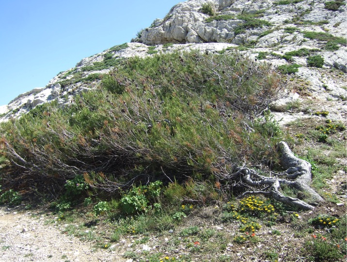 La branche d’arbre sait bien ce que dit le vent de mars…