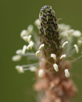 Du plantain sur notre chemin