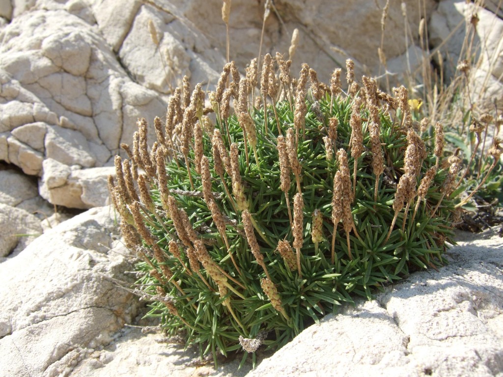 plantago-subulata