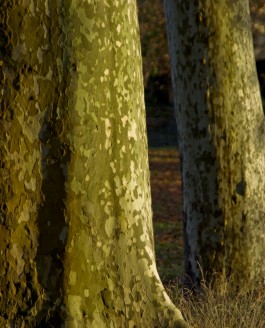 L’arbre, l’explorateur et l’écolo.