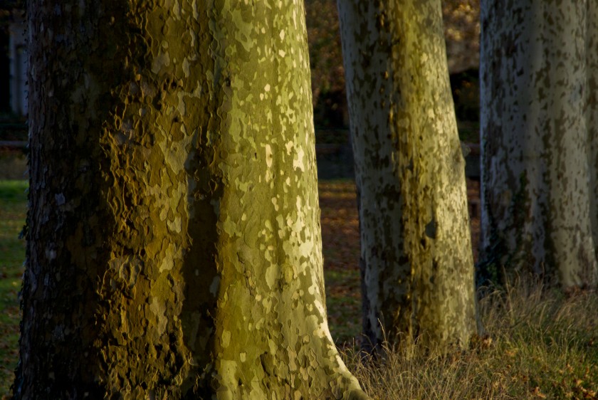 L’arbre, l’explorateur et l’écolo.