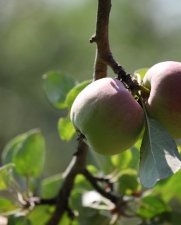 Si le jour de la Sainte Claire, la journée est chaude et claire, comptez sur les fruits à couteau, à coup sûr ils seront beaux…