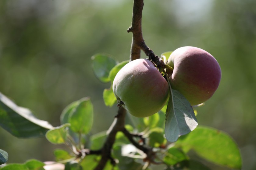 Si le jour de la Sainte Claire, la journée est chaude et claire, comptez sur les fruits à couteau, à coup sûr ils seront beaux…