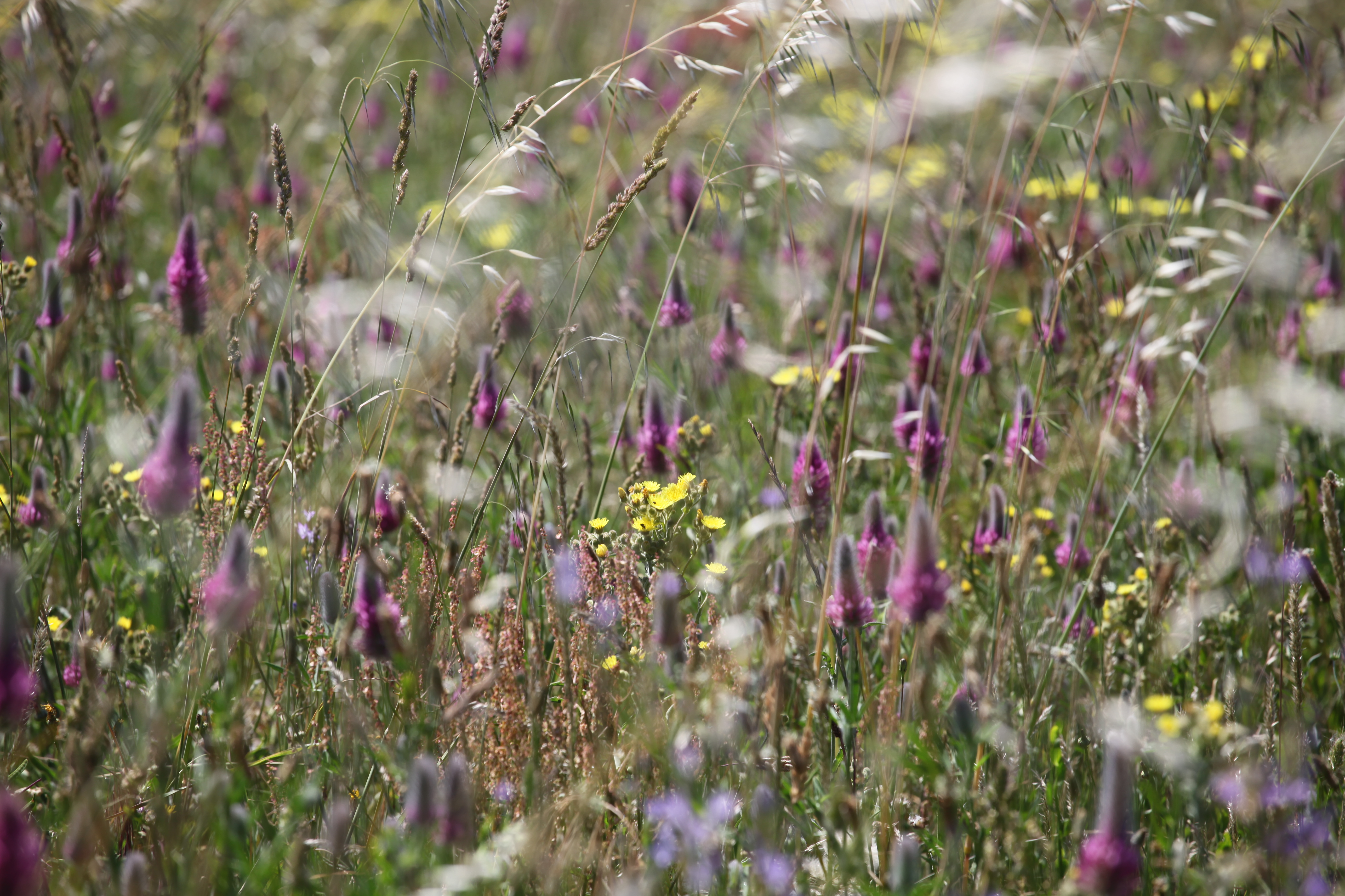 prairie fleurie