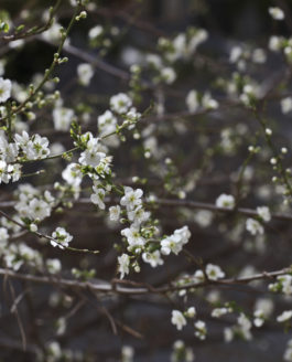 Les pruniers en fleurs