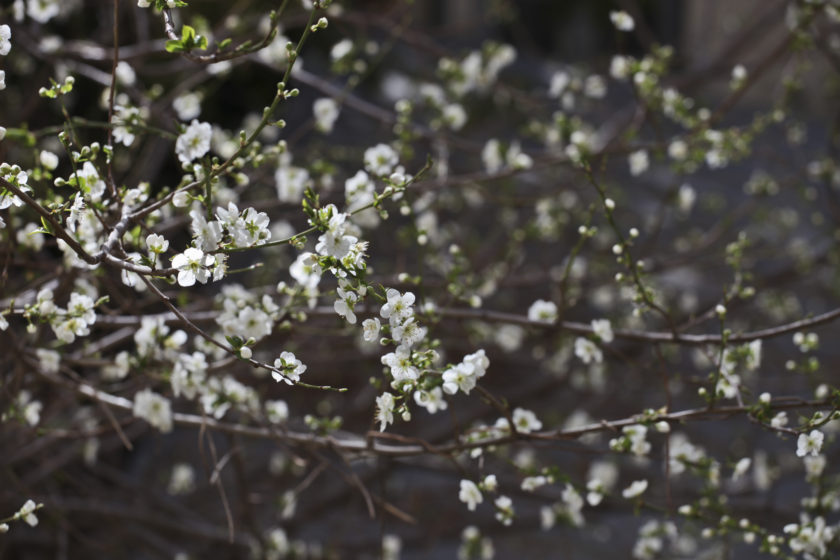 Les pruniers en fleurs