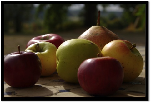 Où en sont les fruits du verger jardin de la Bigotie ?